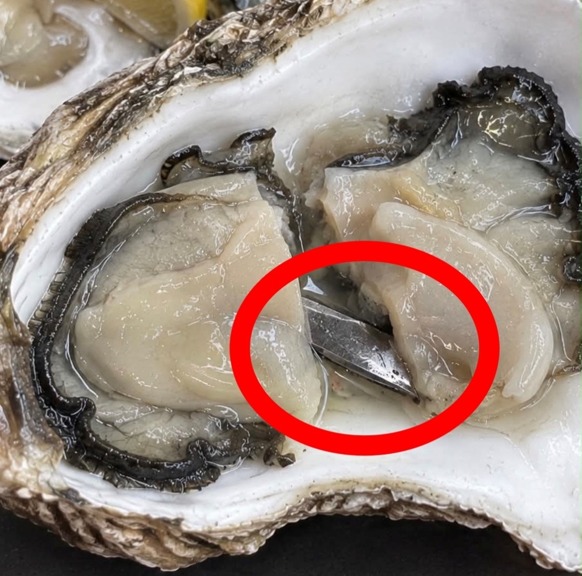 서울의 한 유명 오이스터바에서 손님이 주문한 굴 요리에서 5㎝ 길이의 부러진 칼날(붉은 원)이 발견돼 논란이다. 스레드 캡처
