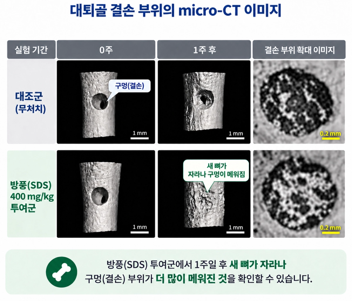 대퇴골 결손부위 micro-CT 촬영 결과, 방풍을 투여하지 않은 무처치군(위)은 골절로 생긴 구멍이 그대로 남아있었다. 반면, 방풍(SDS) 400mg/kg 투여군(아래)은 새로운 뼈가 자라나 구멍 대부분을 메운 것을 확인할 수 있다.  출처= 자생한방병원