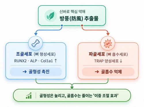 뼈를 만드는 조골세포의 활성은 촉진하고 뼈를 흡수하는 파골세포의 활성은 억제하는 방풍의 이중 조절 기전