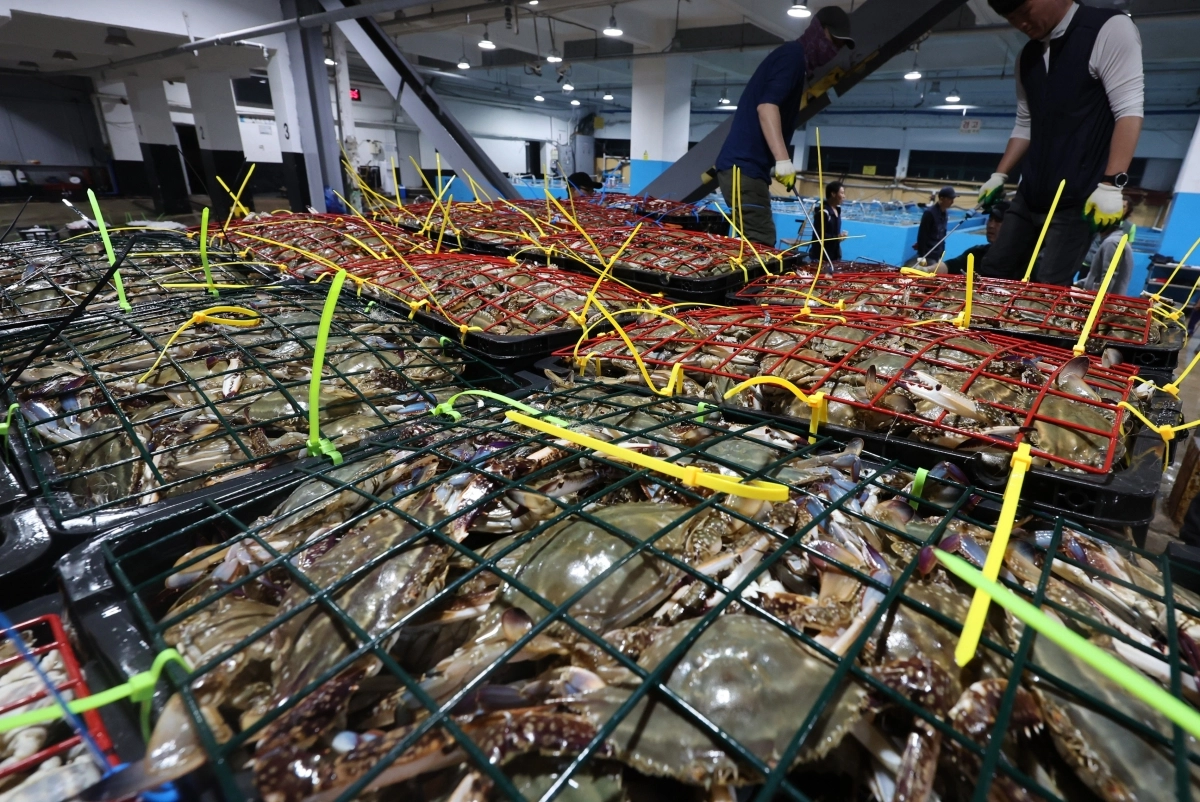 꽃게 이미지. 뉴시스