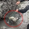 thumbnail - (영상)“익사 직전” 바닷가서 통발 갇힌 고양이 구조한 어민 “제 발로?” 의문