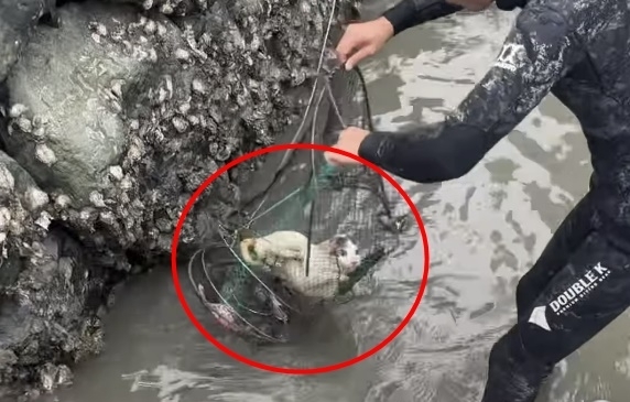 전남 여수에서 조업을 마치고 돌아오던 어민이 통발 안에 갇혀 물에 잠길 위기에 처한 고양이를 구조한 사연이 전해졌다. 인스타그램(@yeosu_haruho) 캡처