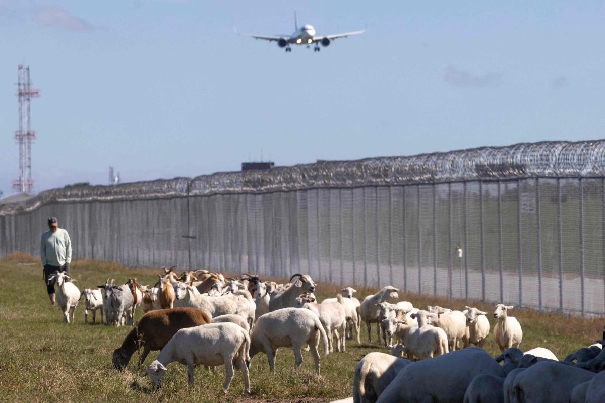 시카고 공항 잔디 깎아주는 양과 염소