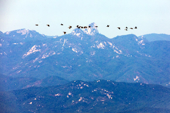 29일 경기도 파주시 접경지역에서 바라본 서부전선 비무장지대(DMZ) 상공에서 철새들이 남북 사이를 가르며 날고 있다.  <br>국방부는 지난 28일 브리핑을 열고 지난 21일 서부전선 DMZ에서 발생한 폭발 사고 원인에 대해 북한군 지뢰일 가능성이 매우 높다고 밝혔다. 2026.9.29 <br>연합뉴스