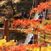 단풍철 불법주차 ‘꼼짝마’…설악산 특별교통대책 가동