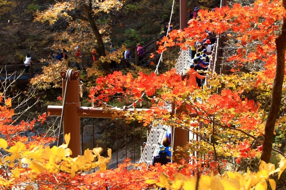 단풍철 불법주차 ‘꼼짝마’…설악산 특별교통대책 가동