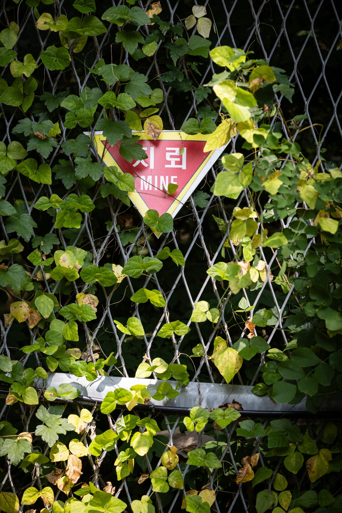 서부전선 비무장지대(DMZ) 내 지뢰 폭발 사고가 발생한 가운데 30일 경기 연천 민간인통제선 지역에 지뢰 경고 표지판이 설치돼 있다. 연합뉴스
