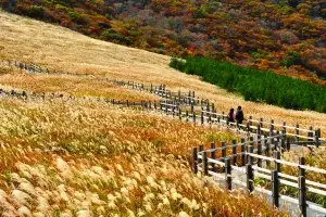불꽃·고래·커피·억새… ‘4色’ 종합선물 세트