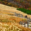 불꽃·고래·커피·억새… ‘4色’ 종합선물 세트