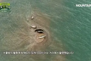 팔봉산 오른 김PD, 가로림만서 점박이물범 만났다