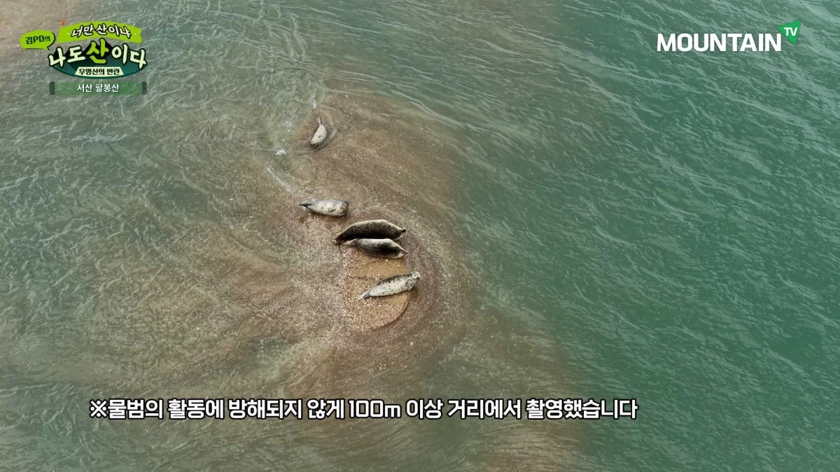 김PD 드론에 포착된 천연기념물 점박이물범 5마리. 방송화면 갈무리