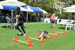 강남 댕댕이 놀이터서 함께 뛰어볼까