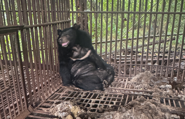 곰 한 마리가 지난해 6월 충남 아산시의 한 곰 농장에서 철창에 기대 누워 있다. 안호영 의원실·곰 보금자리 제공