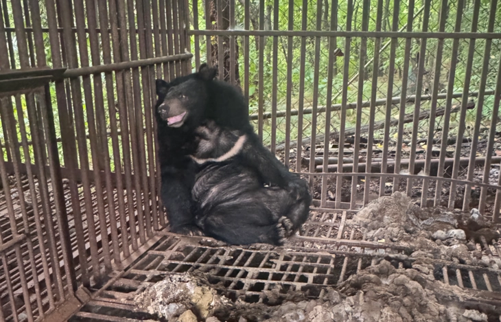 곰 한 마리가 지난해 6월 충남 아산시의 한 곰 농장에서 철창에 기대 누워 있다. 안호영 의원실·곰 보금자리 제공