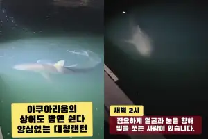 “밤에 부캉이 좀 괴롭히지 마세요” 손전등에 대형랜턴까지 비춰 논란
