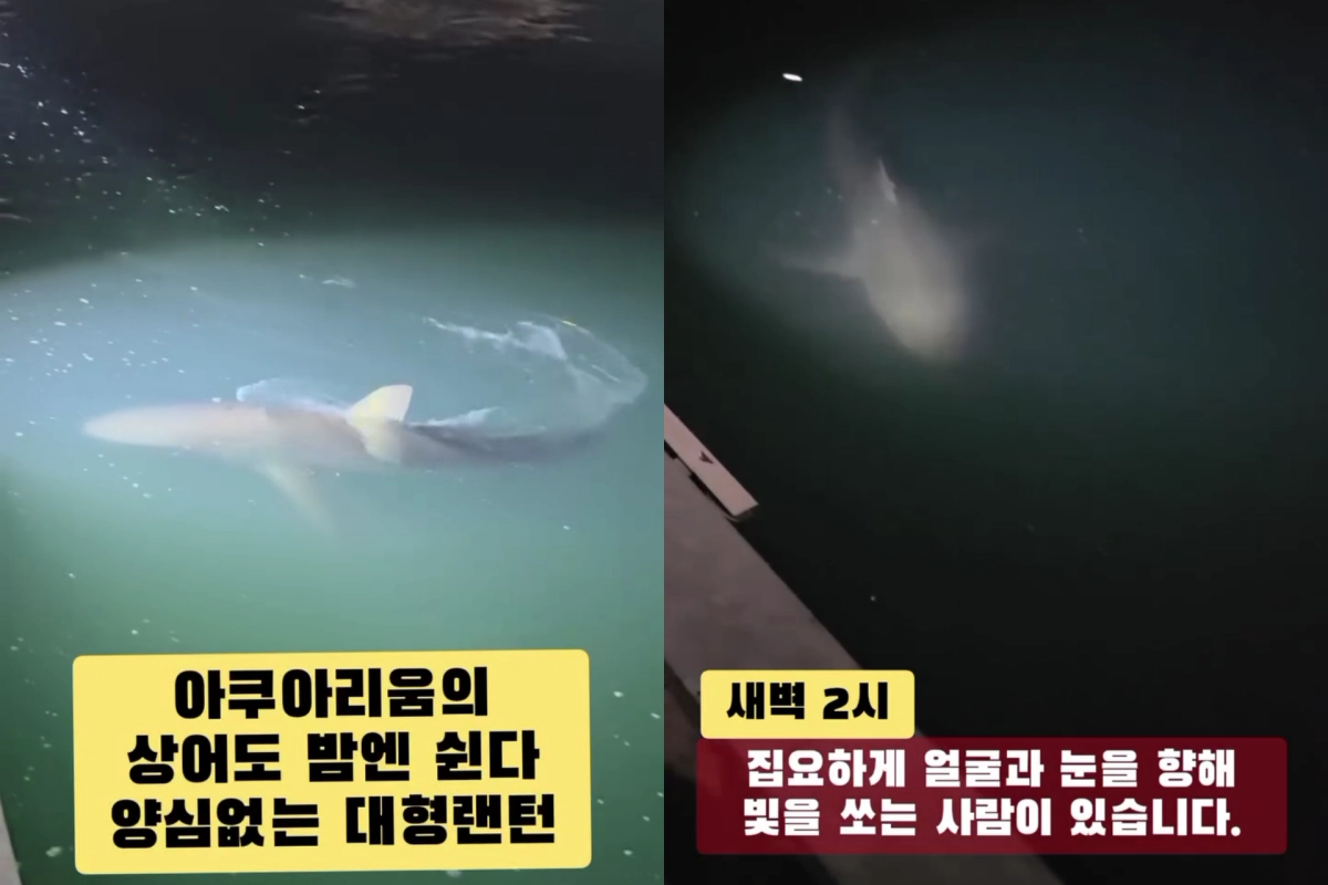 부산 북항 친수공원에 머무는 상어 ‘부캉이’를 바다로 돌려보내는 작업이 진행 중인 가운데 한밤중에 상어를 향해 손전등이나 대형 랜턴을 비추는 일부 관람객의 행태가 논란이 되고 있다. 스레드 캡처