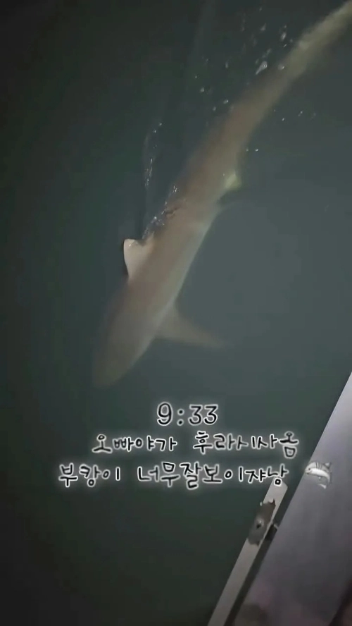 부산 북항 친수공원에 머무는 상어 ‘부캉이’를 바다로 돌려보내는 작업이 진행 중인 가운데 한밤중에 상어를 향해 손전등이나 대형 랜턴을 비추는 일부 관람객의 행태가 논란이 되고 있다.