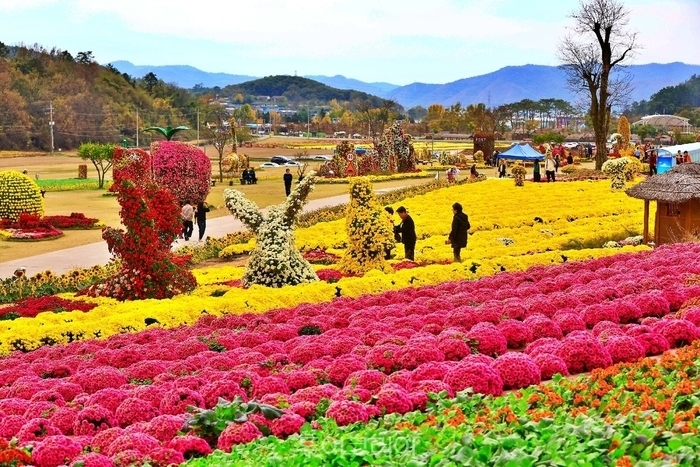 화순군은 오는 16~25일 열리는 ‘2026 화순 고인돌 가을꽃 축제’와 연계해 지역경제 활성화 프로그램을 추진한다. 사진은 지난해 화순고인돌공원에서 열린 가을꽃 축제 전경.  화순군 제공
