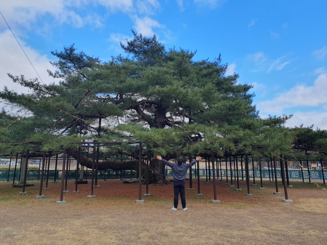 예천 석송령. 예천군 제공