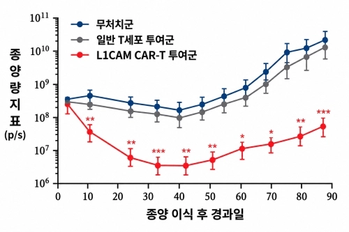 환자 종양을 동물에 이식한 모델에서 L1CAM CAR-T 투여에 따른 난소암 종양 변화