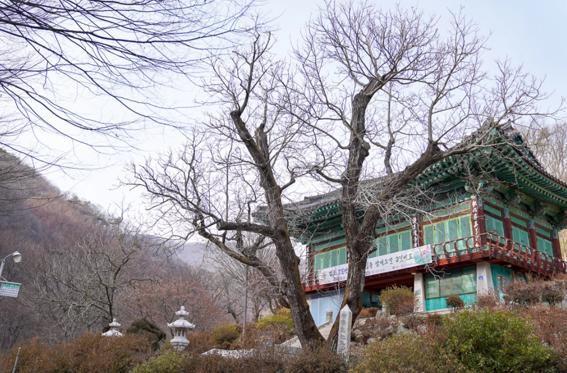 충남 천안 광덕사의 ‘천연기념물(제398호) 호두나무’. 천안시 제공