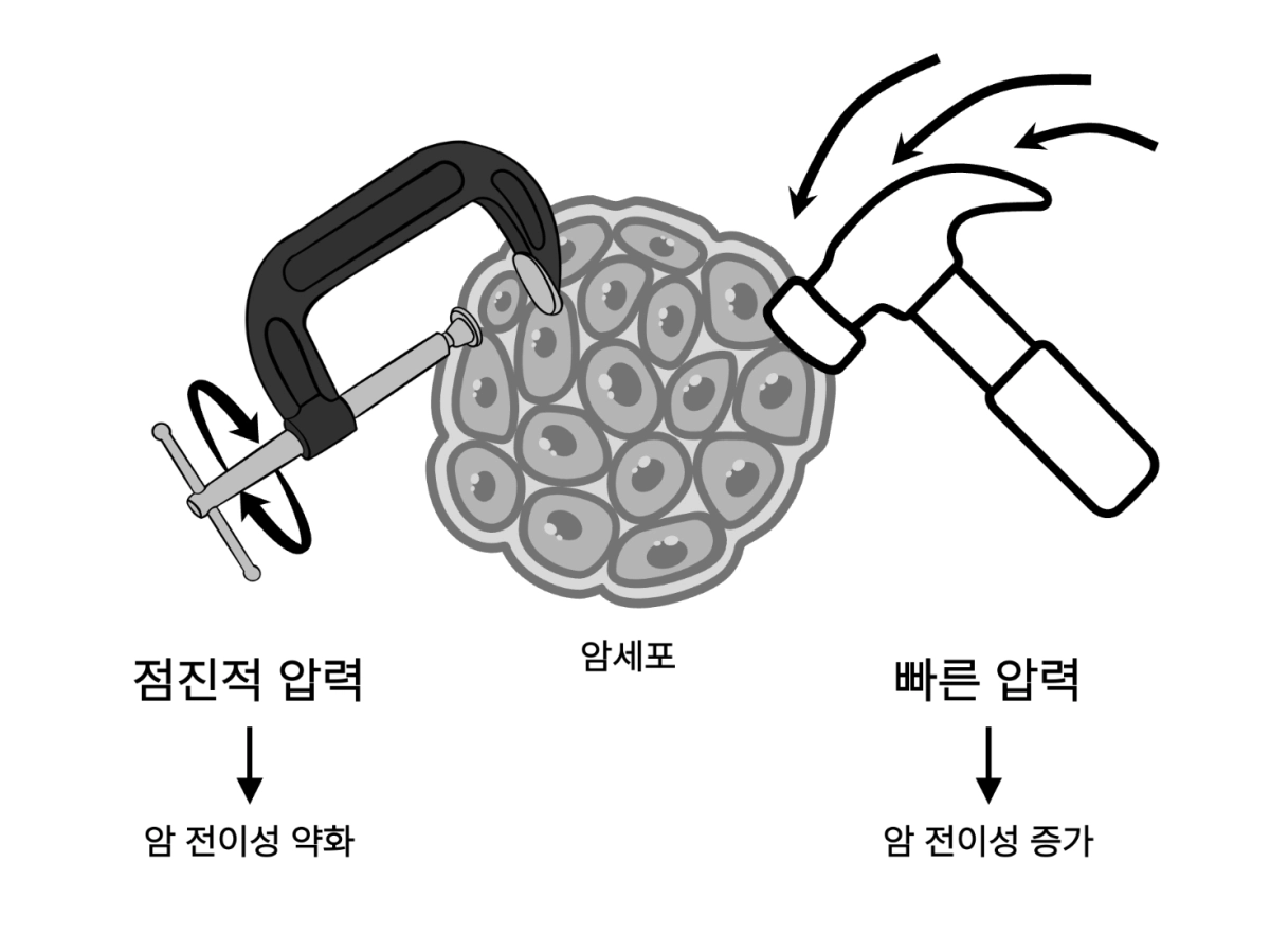 압력이 가해지는 속도가 암세포의 전이성에 미치는 영향을 나타낸 모식도