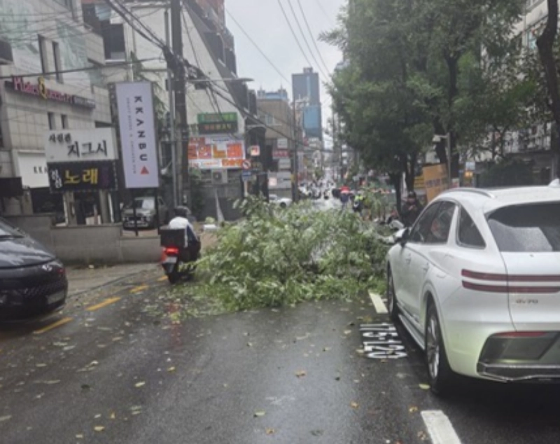 18일 서울 강남구 역삼동에서 강풍에 나무가 쓰러진 모습. 2026.10.18 연합뉴스(독자 제공)