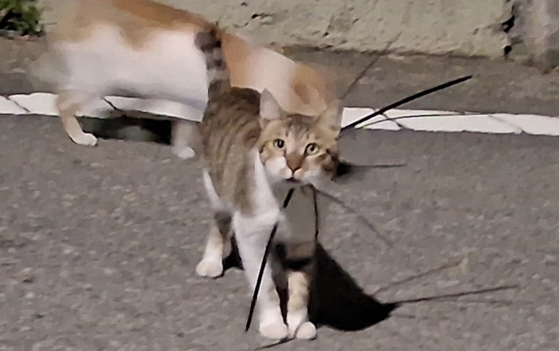 케이블타이에 목이 조여진 채 발견된 고양이. 전국길고양이보호단체연합 제공