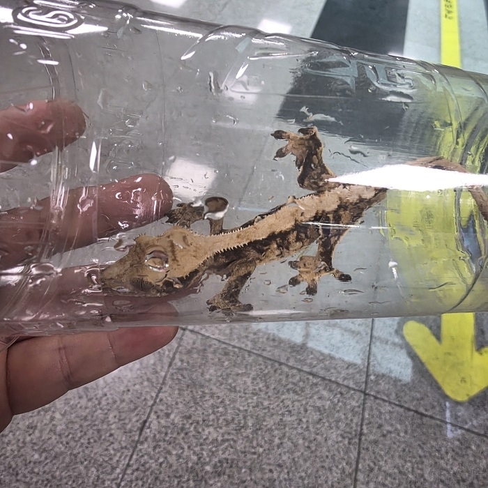 사단법인 작은생명공존연합 회원이 구조한 원주지방법원 인근 유기 크레스티드게코 (사진=피들 제공)