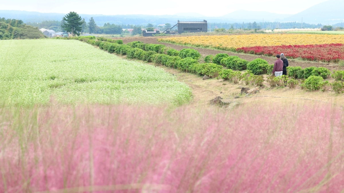 11일 제주 서귀포시 표선면 성읍리 보롬왓 농장을 찾은 이들이 활짝 핀 메밀꽃과 핑크뮬리 등을 감상하며 가을 정취를 즐기고 있다. 2026.10.11 연합뉴스