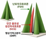 두 종류의 호르몬을 각각 다른 공간에 저장한 마이크로니들 구조