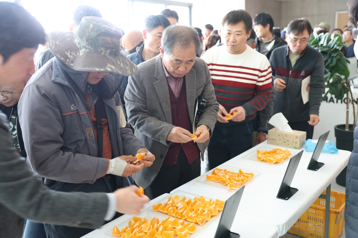 제주도농업기술원이 지난해 12월 미래농업육성관에서 진행한 제주도 육성 만감류 품종 평가회 모습.  제주도농업기술원 제공